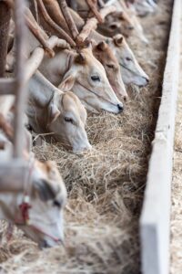 連休に子連れで楽しめる牧場の穴場はどこ？