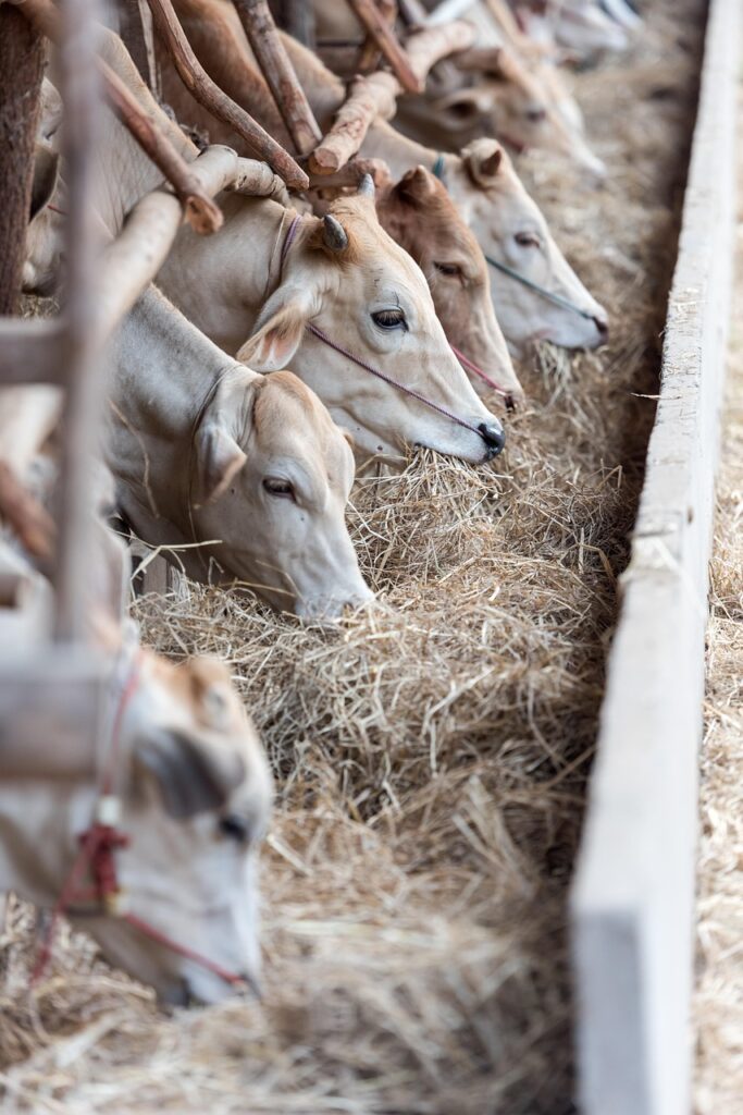 連休に子連れで楽しめる牧場の穴場はどこ？