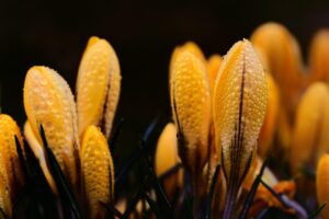 宮崎の春におすすめの観光地はどこですか？