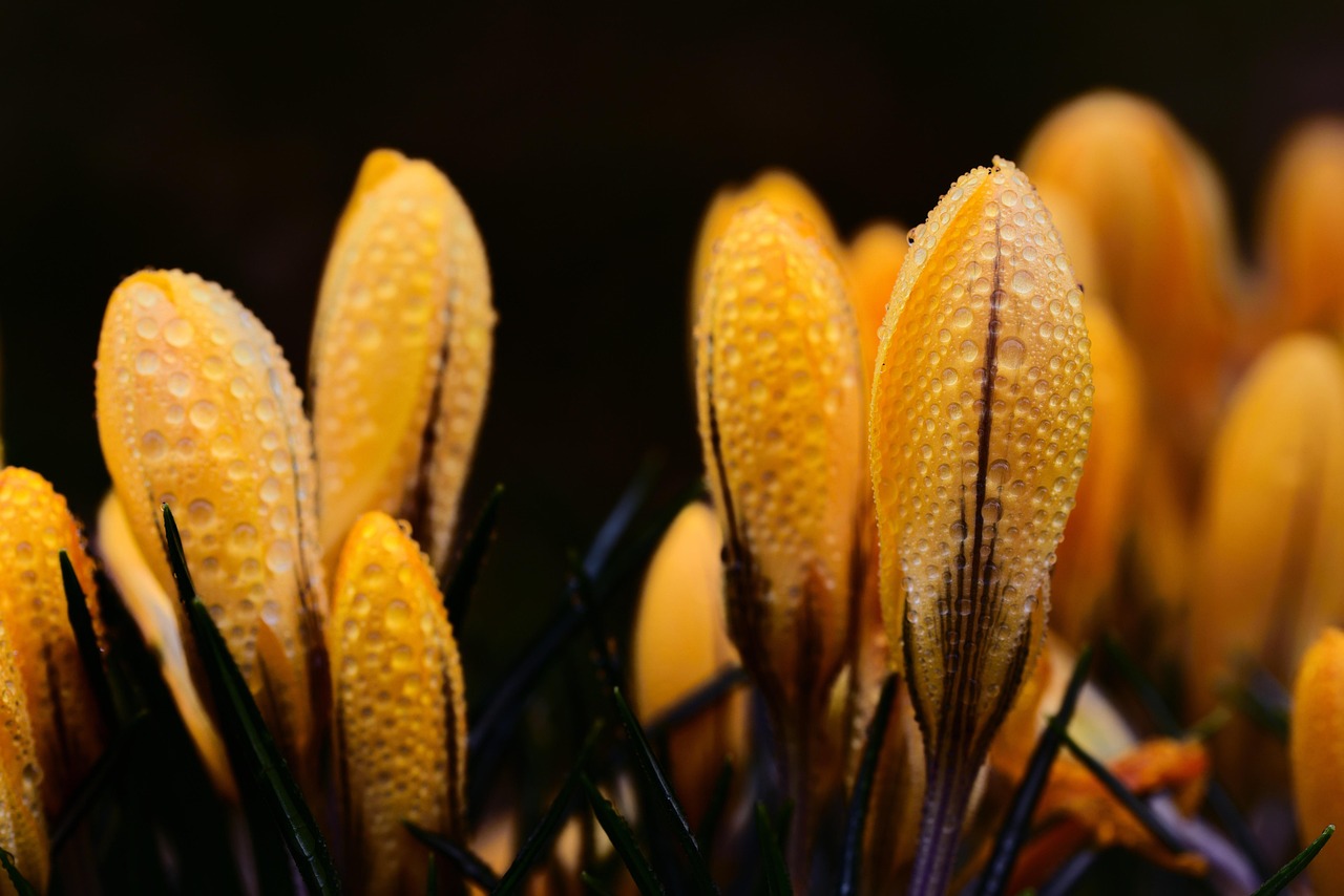 宮崎の春におすすめの観光地はどこですか？