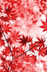 連休に訪れたい穴場の紅葉スポットは？