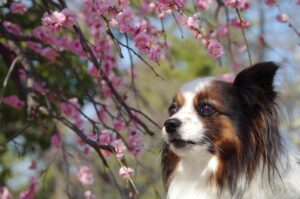 大分の春に家族で楽しめる日帰り穴場スポットは？